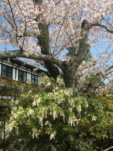 Sakura2018 - 6